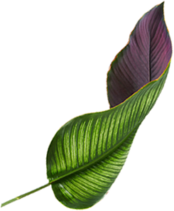 leaf-outdoor.png