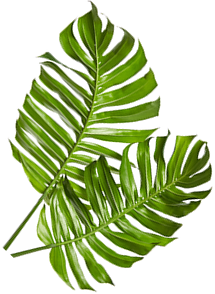 leaf-troubleshooters.png